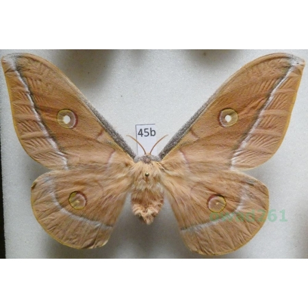 Antheraea pernyi (Guérin-Méneville, 1855) female ex. ovo China 85mm45b
